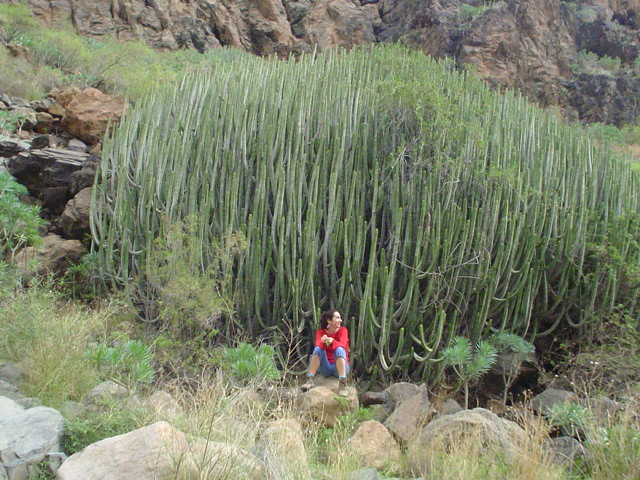 File:Cactus xigante.JPG