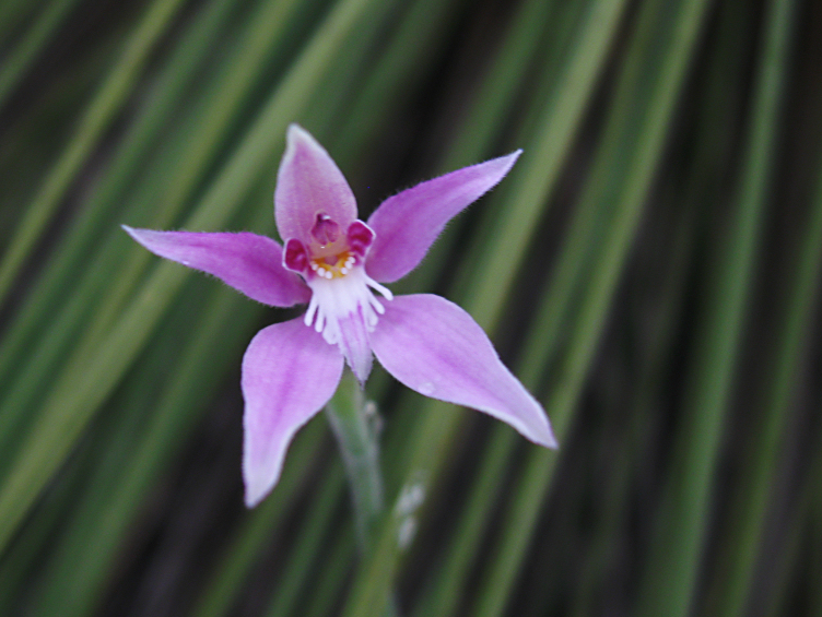 TÌNH YÊU LAN 3 - Page 76 Caladenia_latifolia_-_Flickr_003