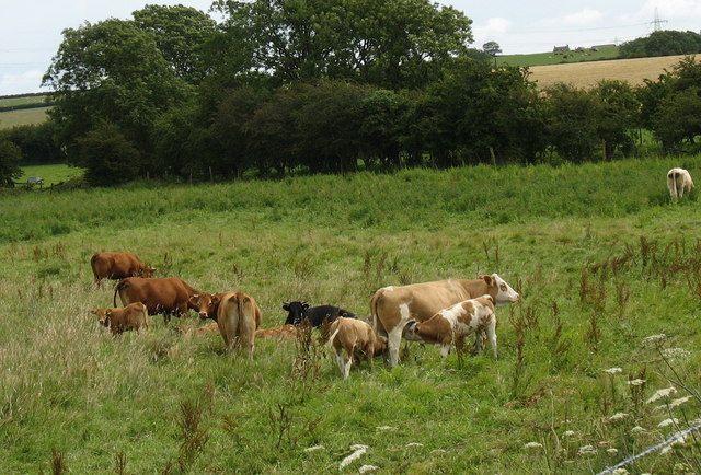 File:Cattle grazing on rough pasture at the edge of Cors Malltraeth - geograph.org.uk - 514721.jpg