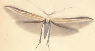 <i>Coleophora ditella</i> Species of moth