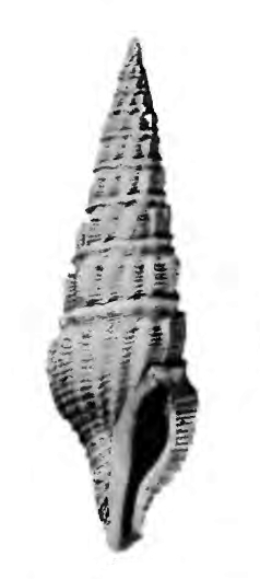 <i>Crassispira pseudoprincipalis</i> Extinct species of gastropod