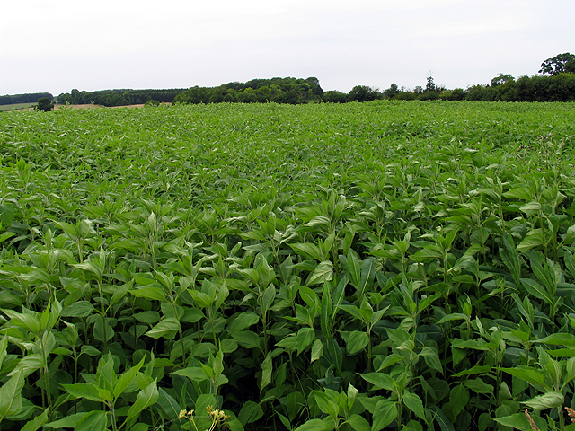 File:Crop at Manor Farm, Coln St Aldwyns - geograph.org.uk - 22452.jpg