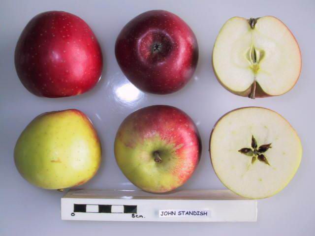 File:Cross section of John Standish, National Fruit Collection (acc. 1923-050).jpg