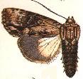 <i>Dipterygina</i> Genus of moths