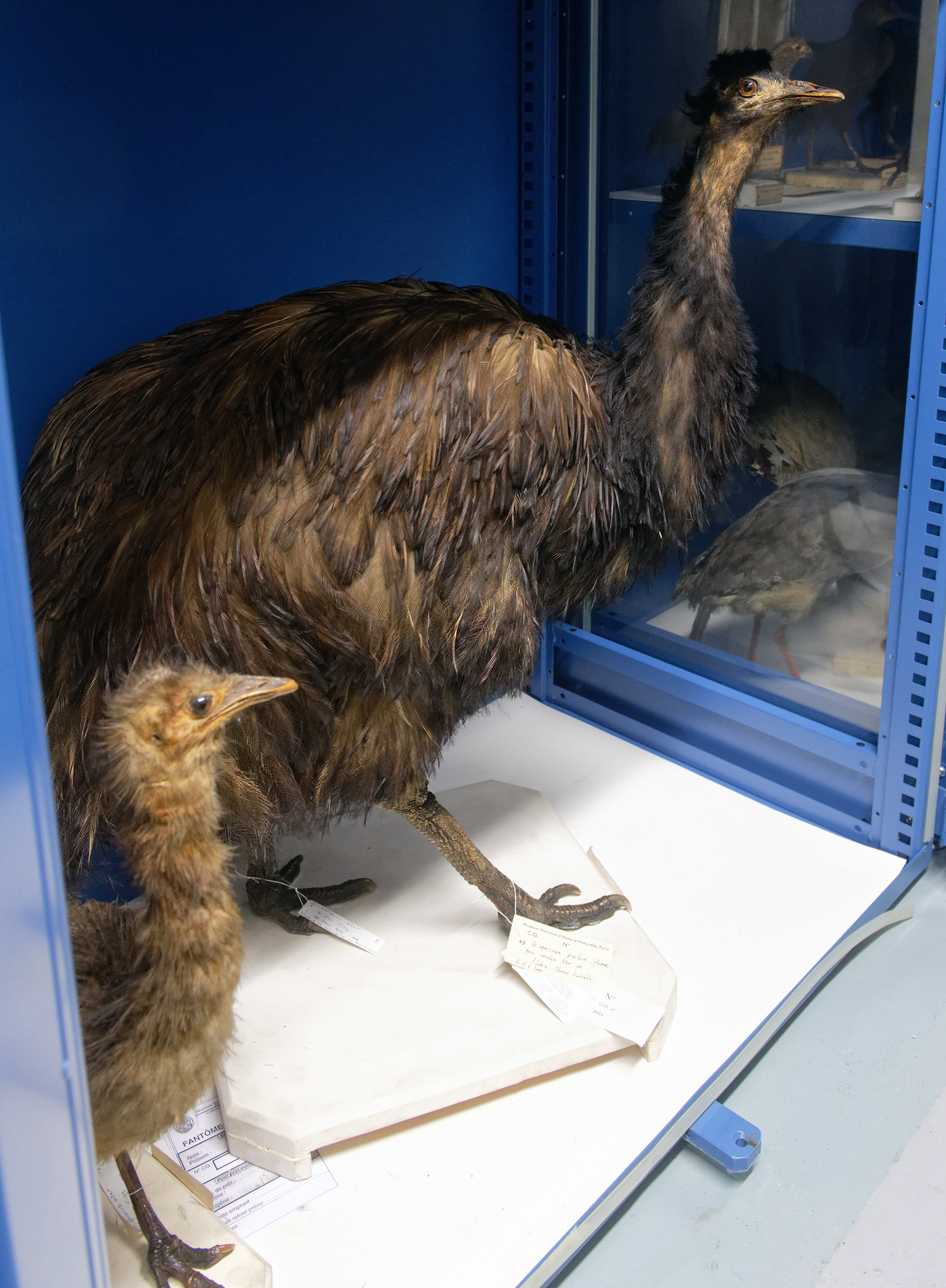 King Island emu - Wikipedia