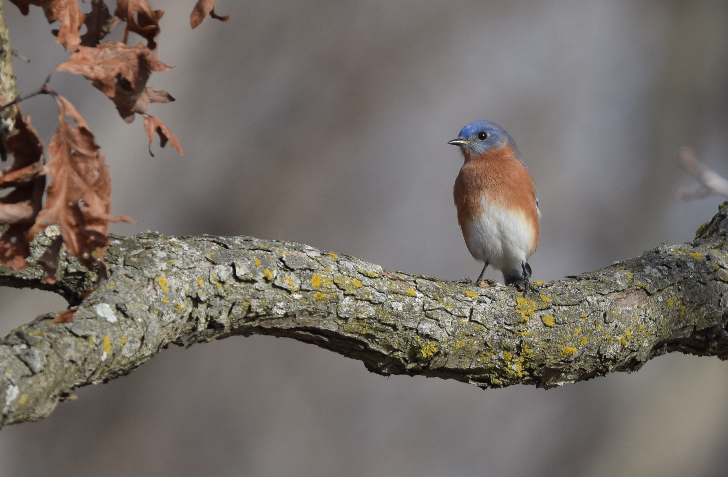 Фф bluebird. Bluebird фф.