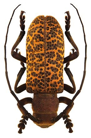 <i>Estola</i> Genus of beetles
