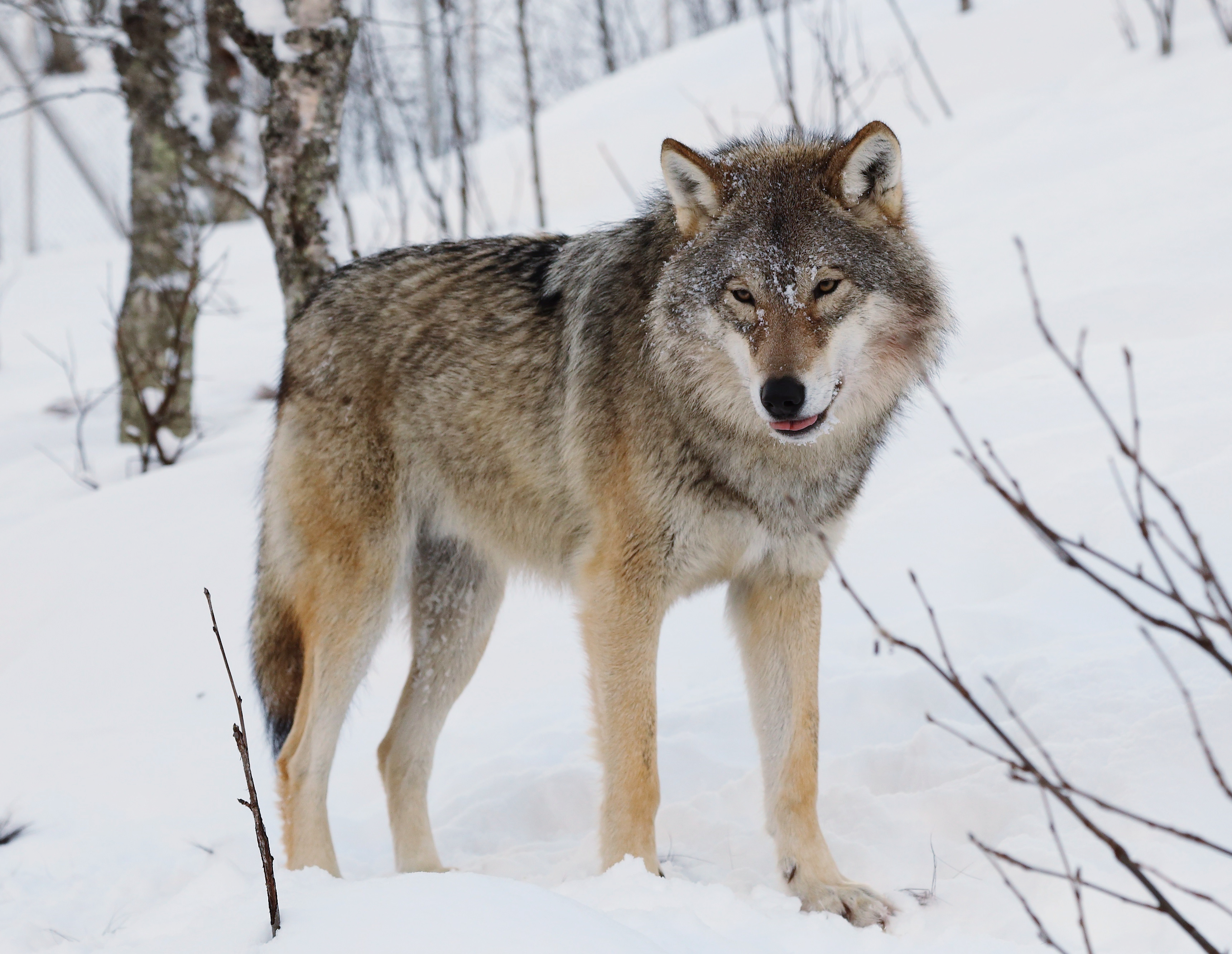 wolf pictures in the wild