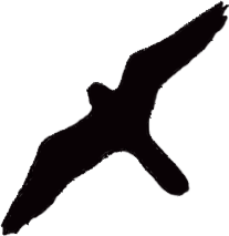 File:Falco-peregrinus-silhouette-2.png