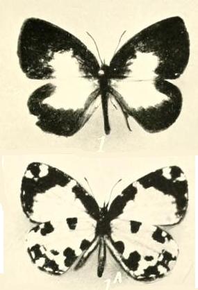 <i>Falcuna margarita</i> Species of butterfly