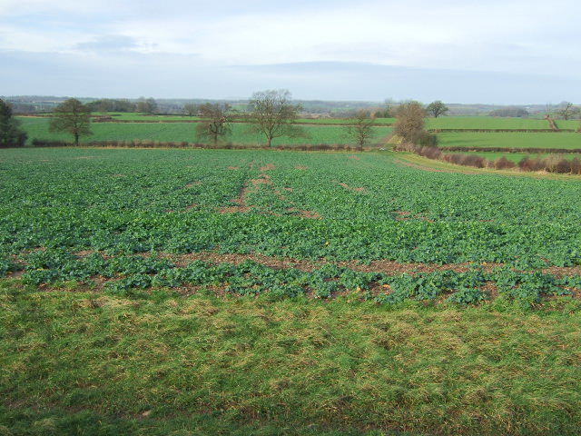 Field with footpath - geograph.org.uk - 317537