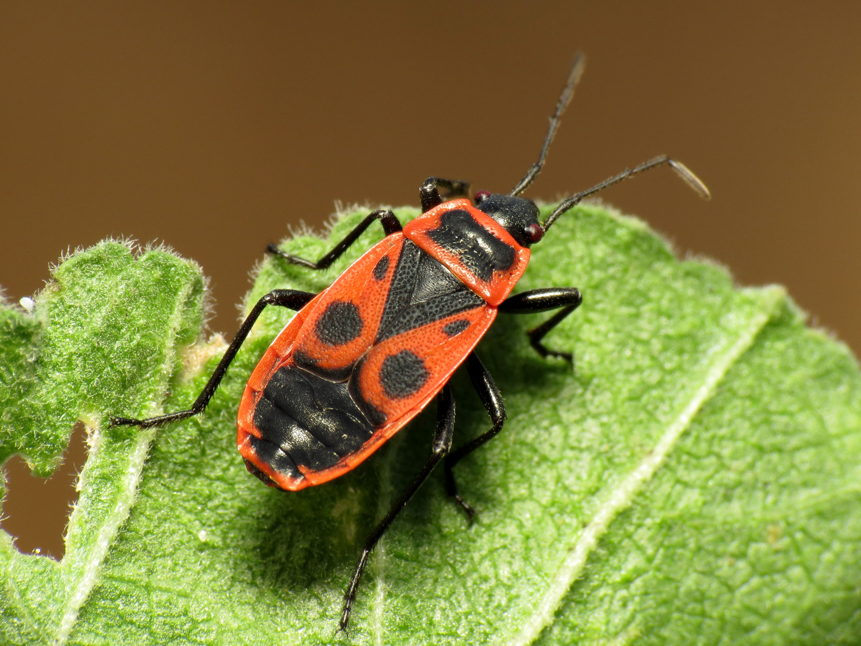 Жук пожарник клоп. Жук пожарник клоп солдатик. Клоп-солдатик Pyrrhocoris. Жук красноклоп солдатик. Жуки пожарники-солдатики.