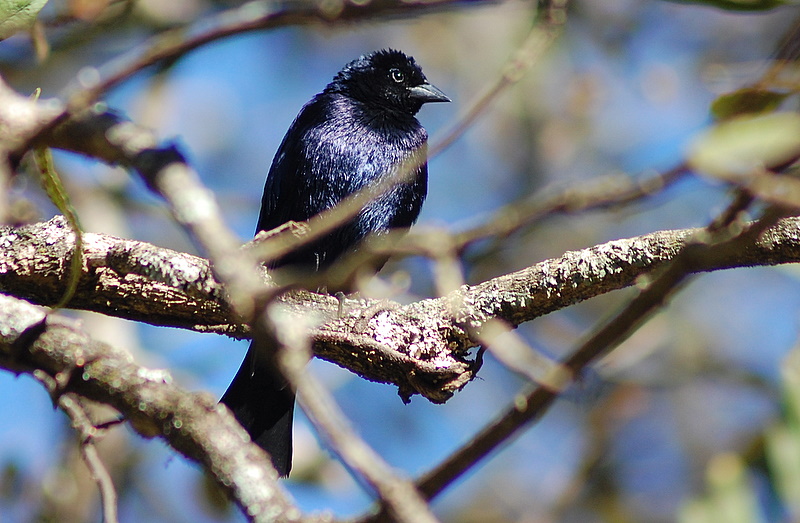 File:Flickr - Dario Sanches - VIRA-BOSTA (Molothrus bonariensis) (6).jpg