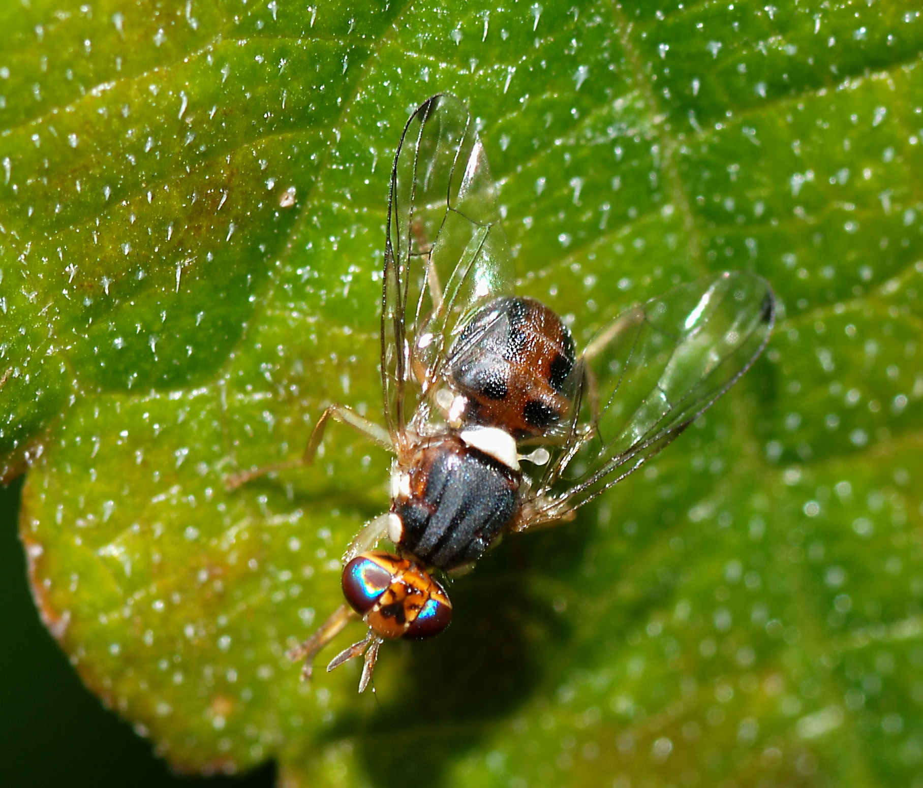 https://upload.wikimedia.org/wikipedia/commons/6/68/Fly_December_2007-11.jpg