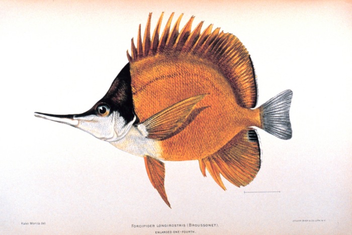 File:Forcipiger longirostris.jpg