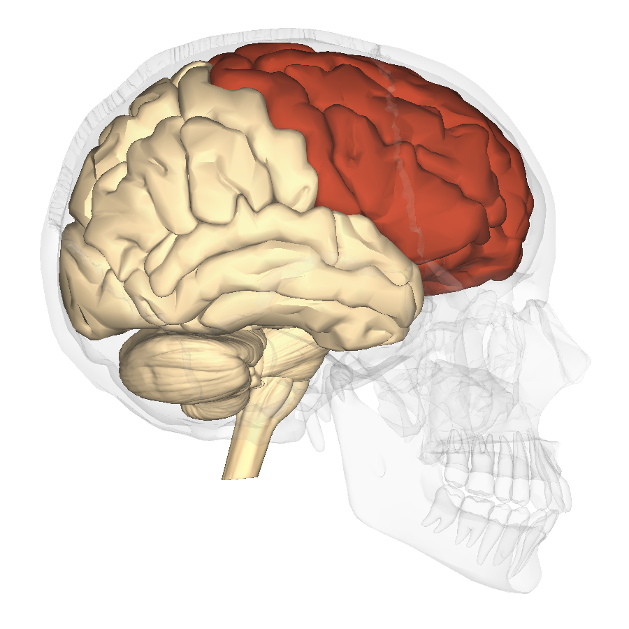 מיקום האונה המצחית במוח האדם ביחס לגולגולת