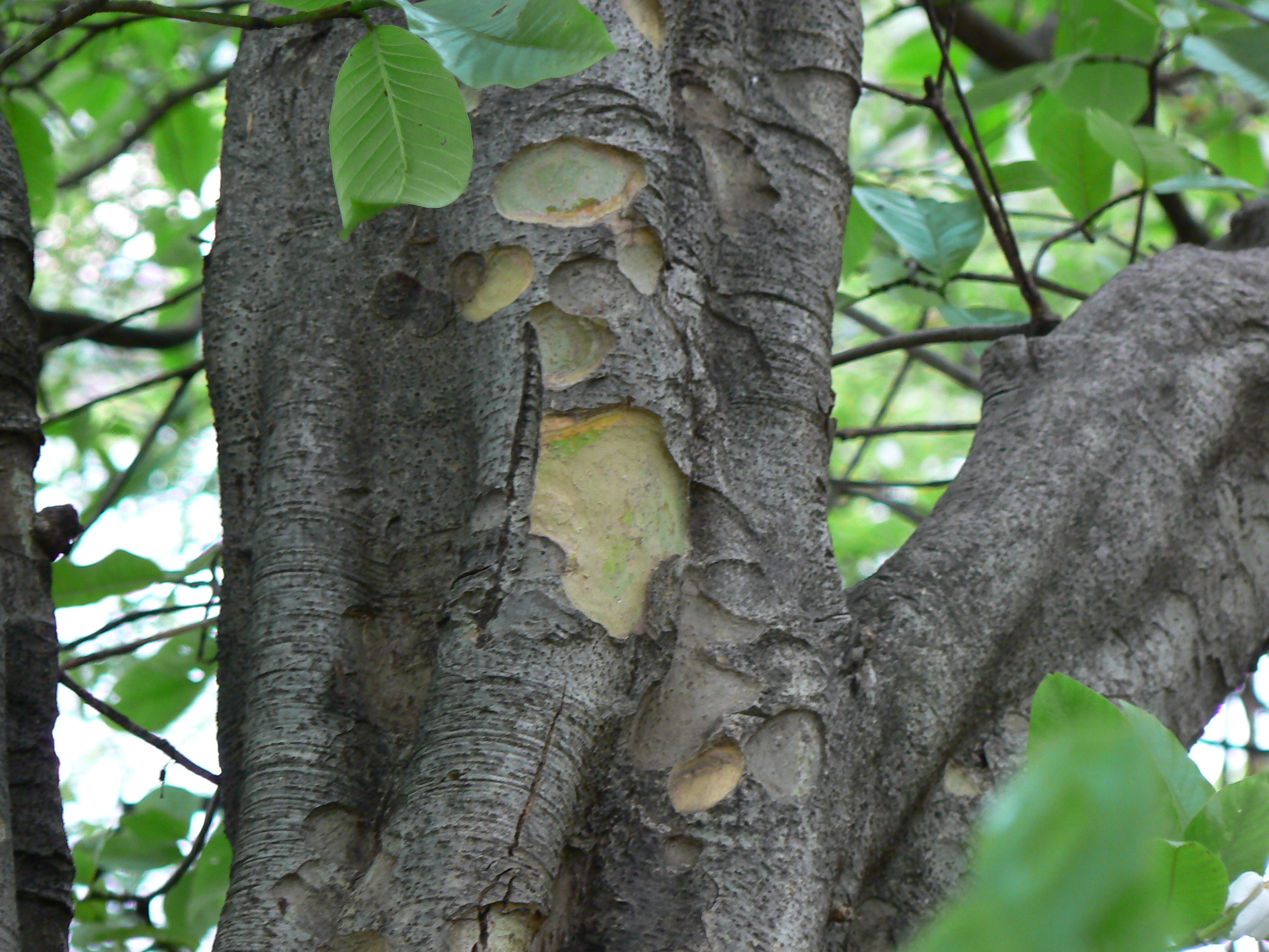 Uses of trees