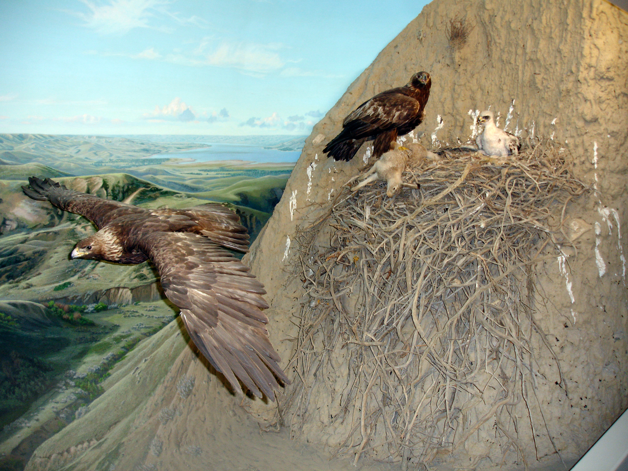 Filegolden Eagle Nest Scene Reconsitutionjpg Wikimedia