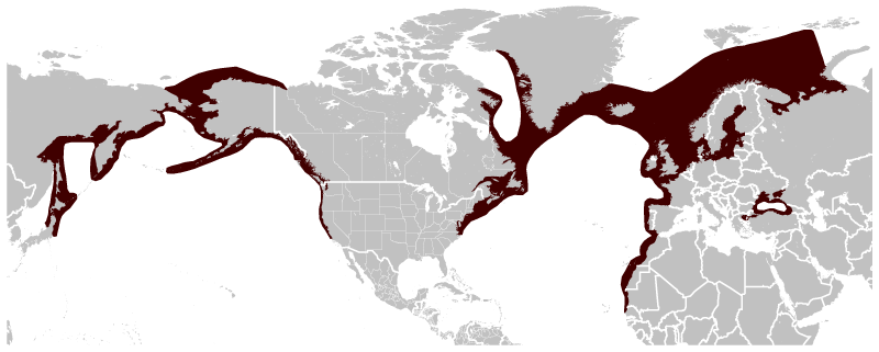 File:Harbour Porpoise Phocoena phocoena distribution map.png