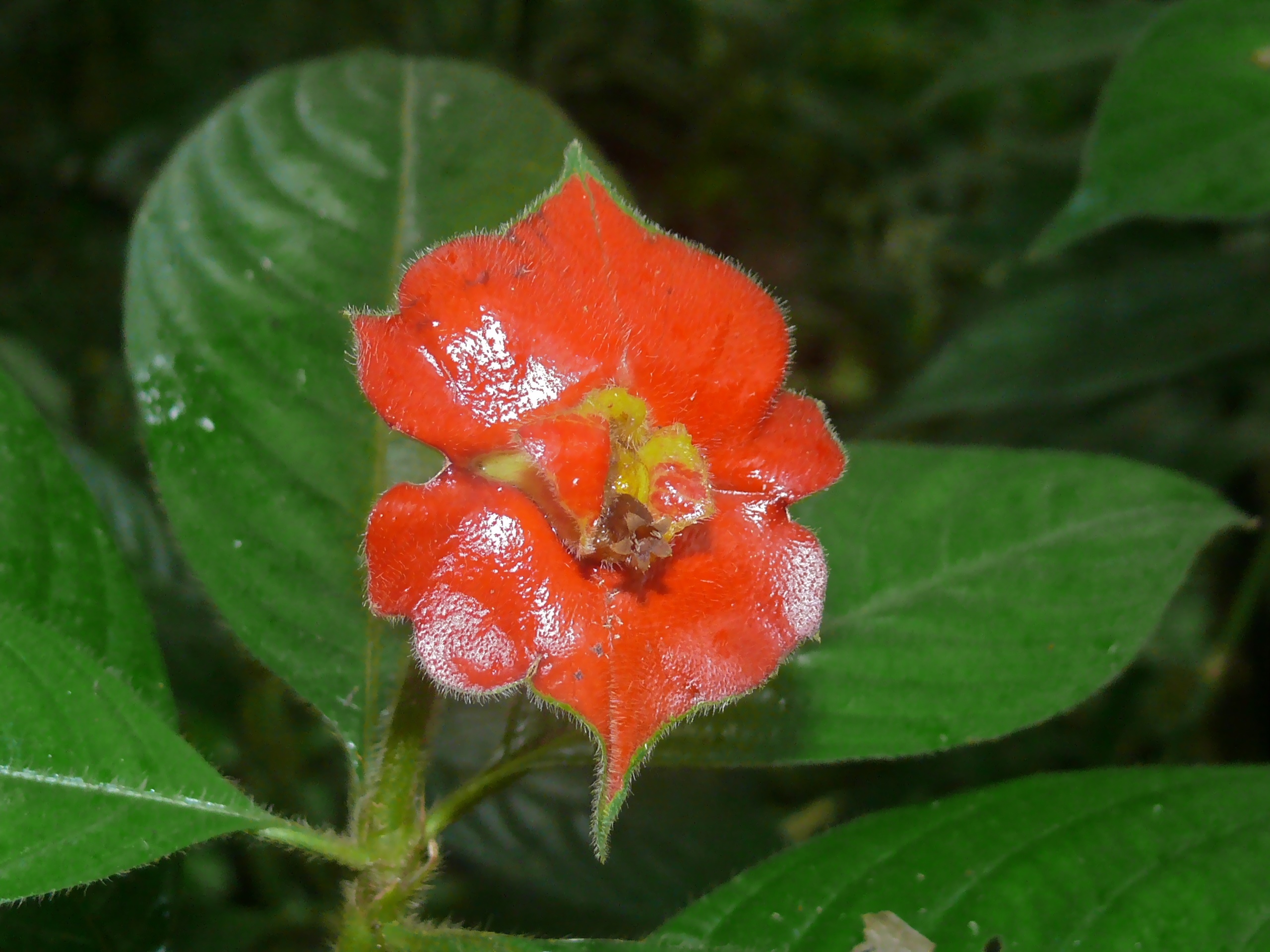Hot Lips (Psychotria poeppigiana) (6783246889).jpg