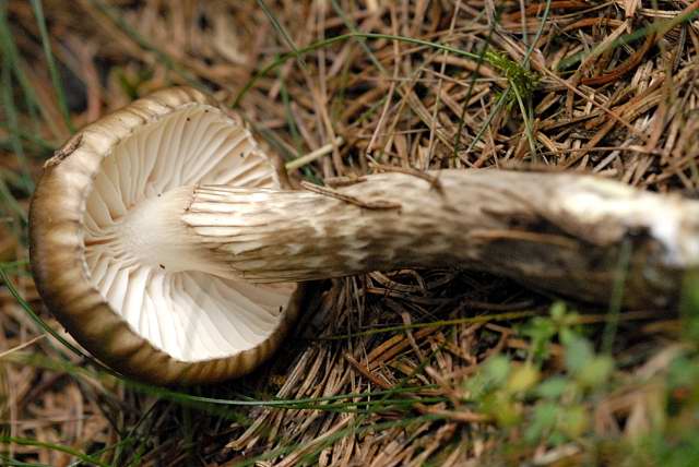 File:Hygrophorus olivaceoalbus - Lindsey 1b.jpg