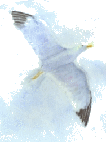 File:IMAGE MOUETTE.gif