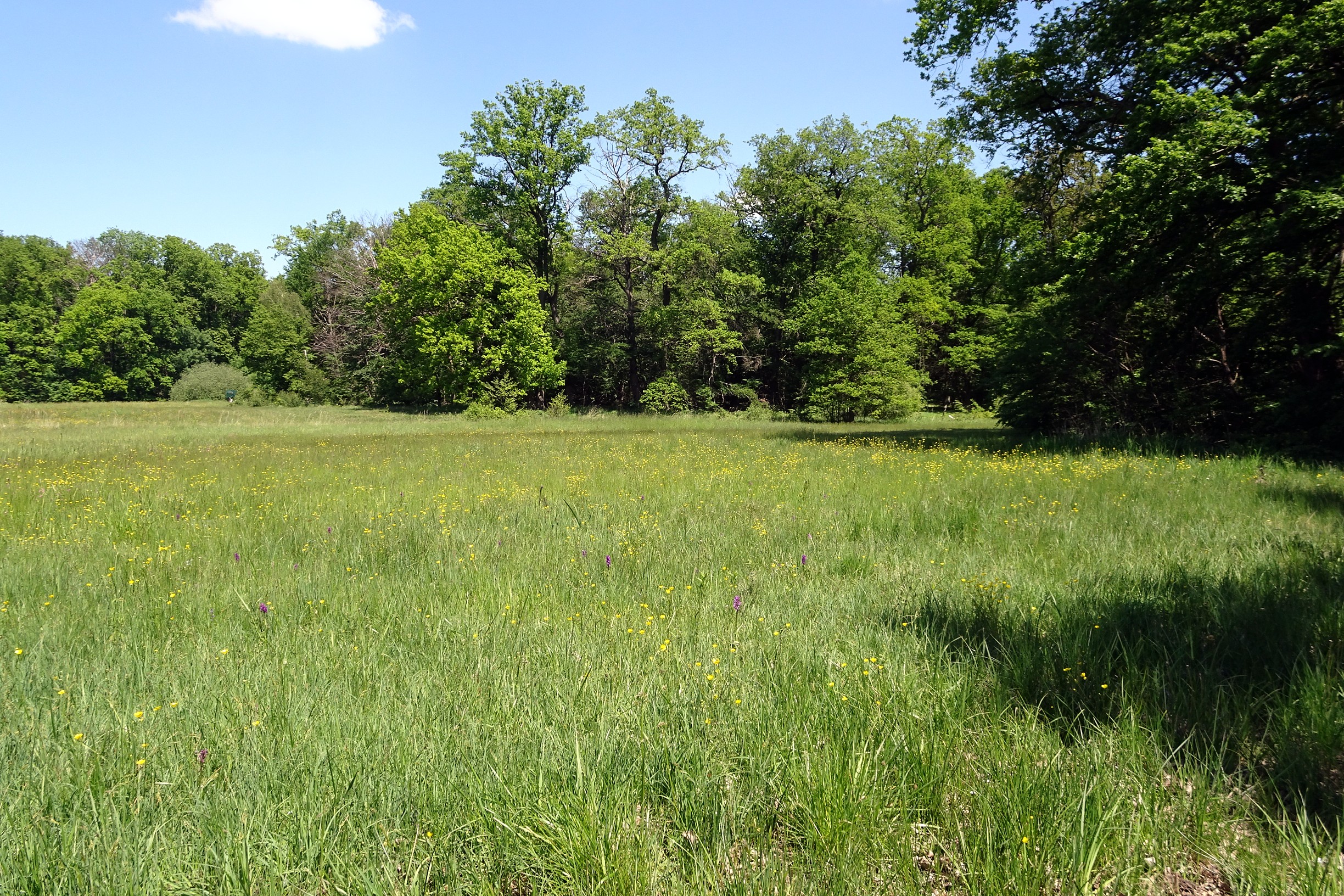 Nature reserve Im Mörsbacher Grund von Darmstadt-Arheilgen. Wet meadow with orchids (Dactylorhiza ma...