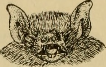 File:Image from page 713 of "Smithsonian miscellaneous collections" (1862) (14785168135).jpg