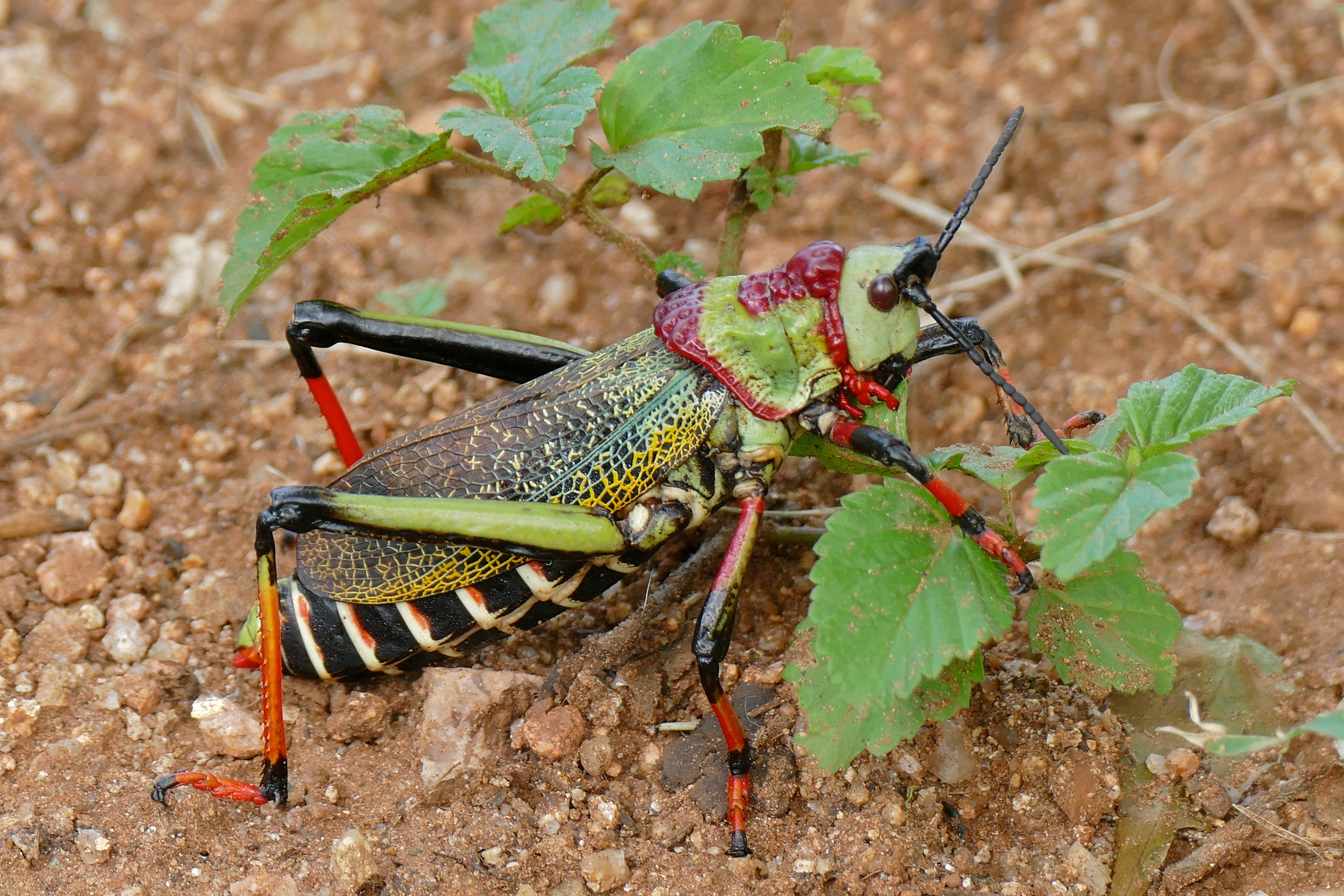 Koppie Foam Grasshopper (Dictyophorus spumans pulchra) (16499545179).jpg