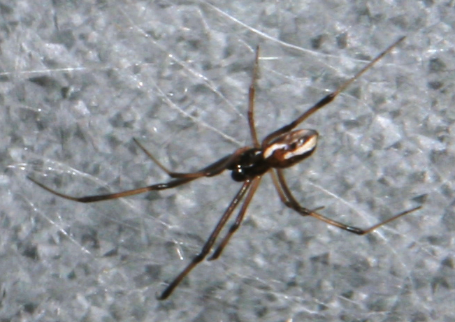 File:Latrodectus hasselti male.png