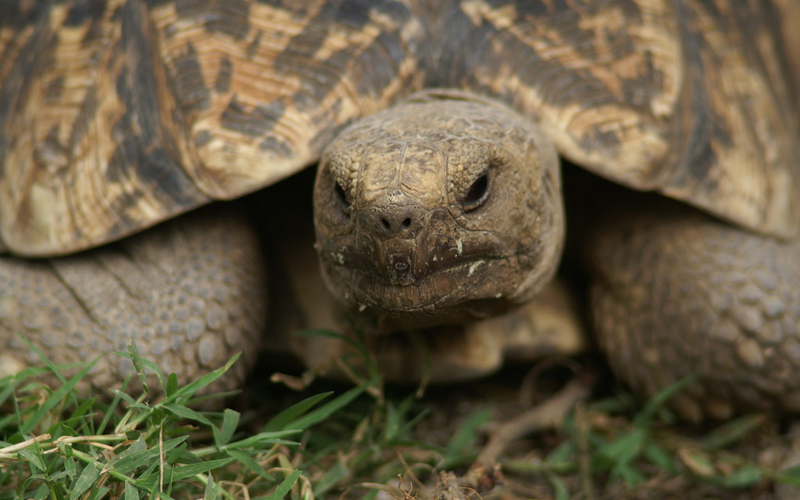 File:Leopard-tortoise-1.jpg