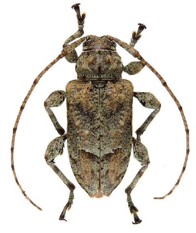 Leptostylopsis