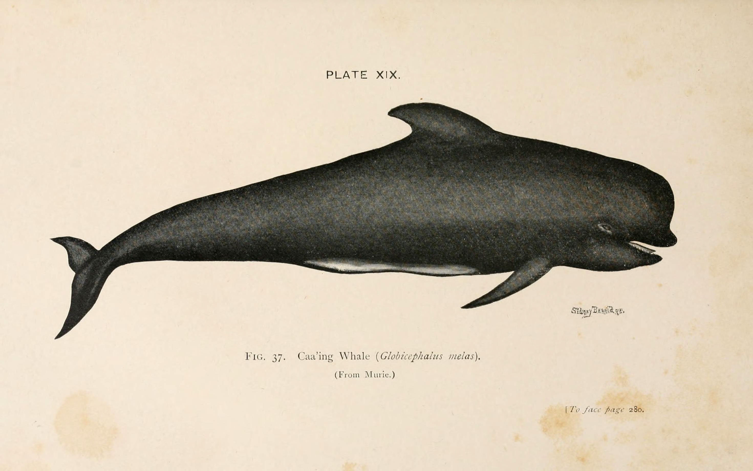 File:Long-finned Pilot Whale (6002011771).jpg - Wikimedia Commons