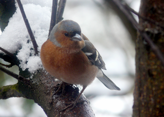 File:Male Chaffinch, Inshriach - geograph.org.uk - 738889.jpg