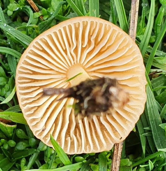 File:Marasmius oreades 238188525.jpg