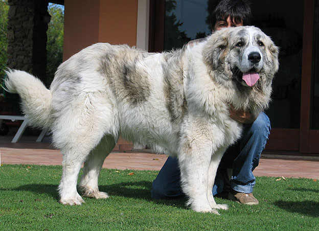 pyrenees mastiff dog