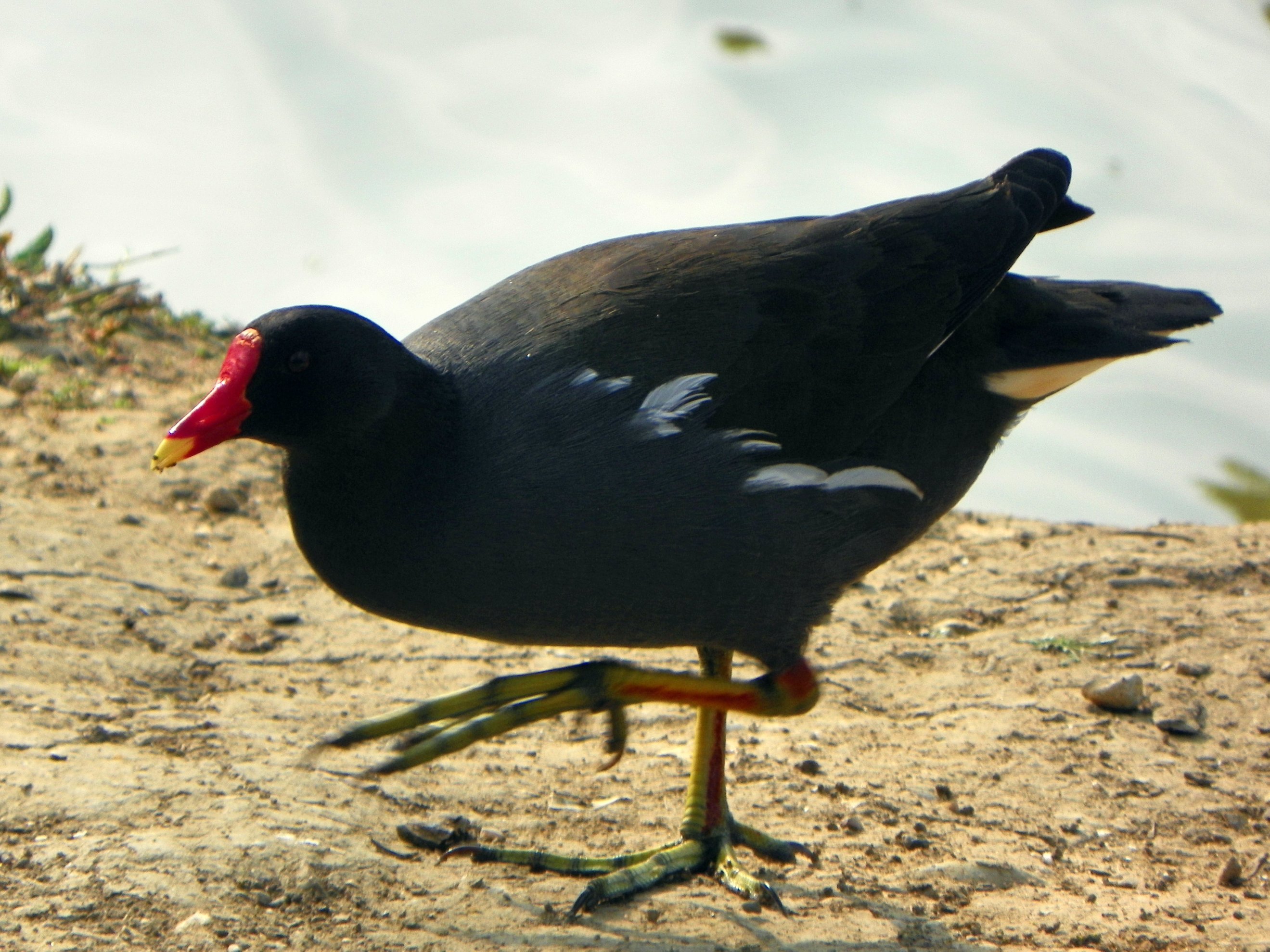 Moorhen pictures, High quality Moorhen pictures, Pics of Moorhen , Moorhen hd wallpaper