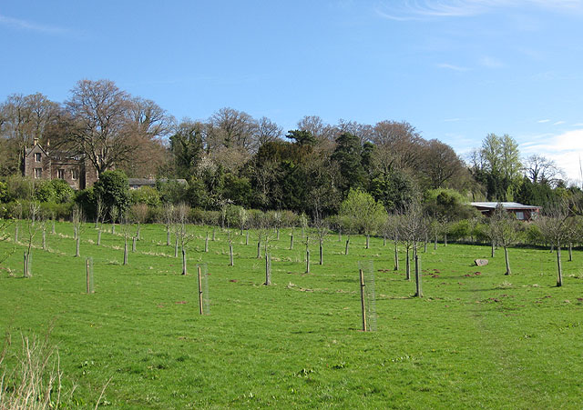 Newly planted orchard - geograph.org.uk - 1248403