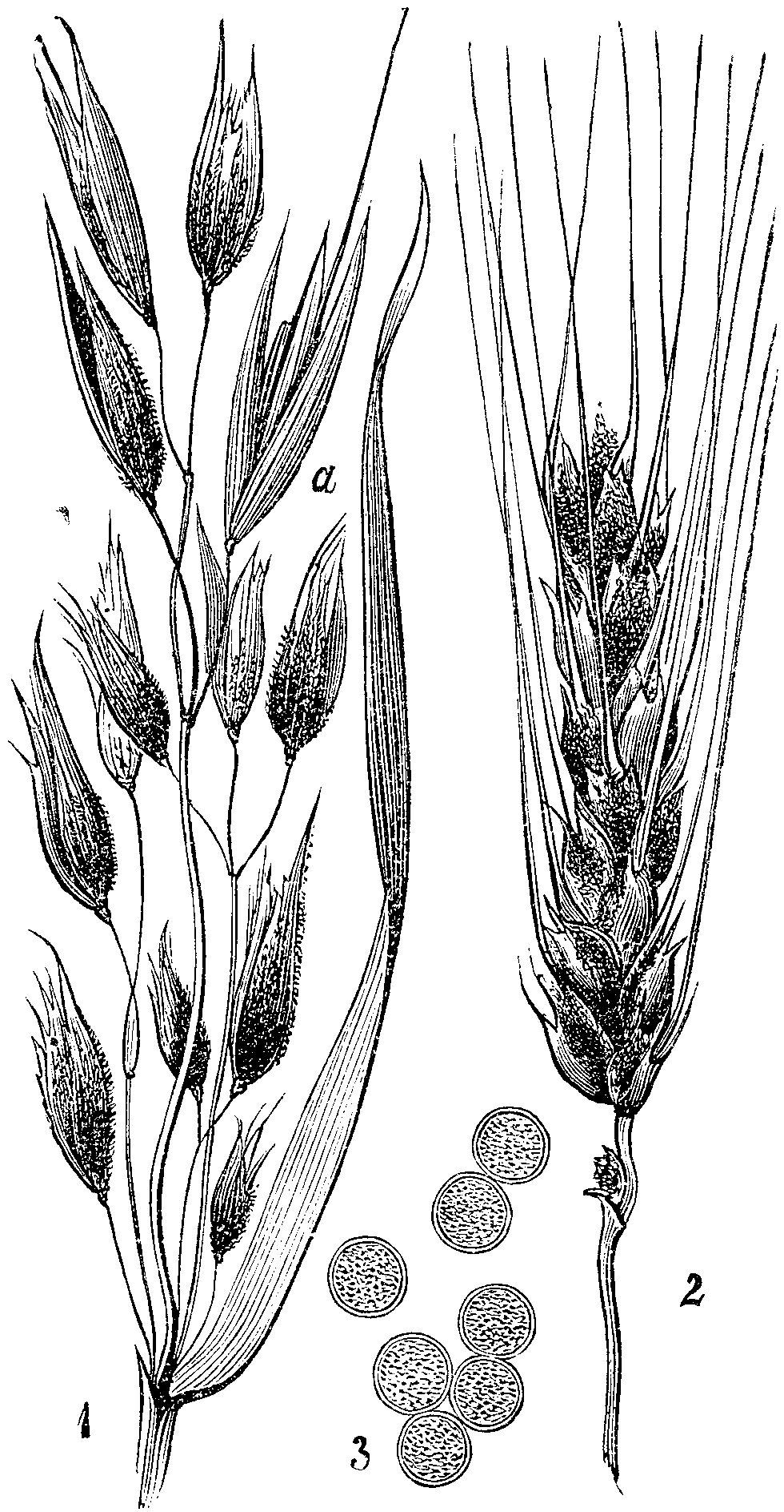 Твердая головня возбудитель. Пыльная Головня (Ustilago tritici). Пыльная Головня ячменя. Пыльная Головня пшеницы цикл. Пыльная Головня овса.