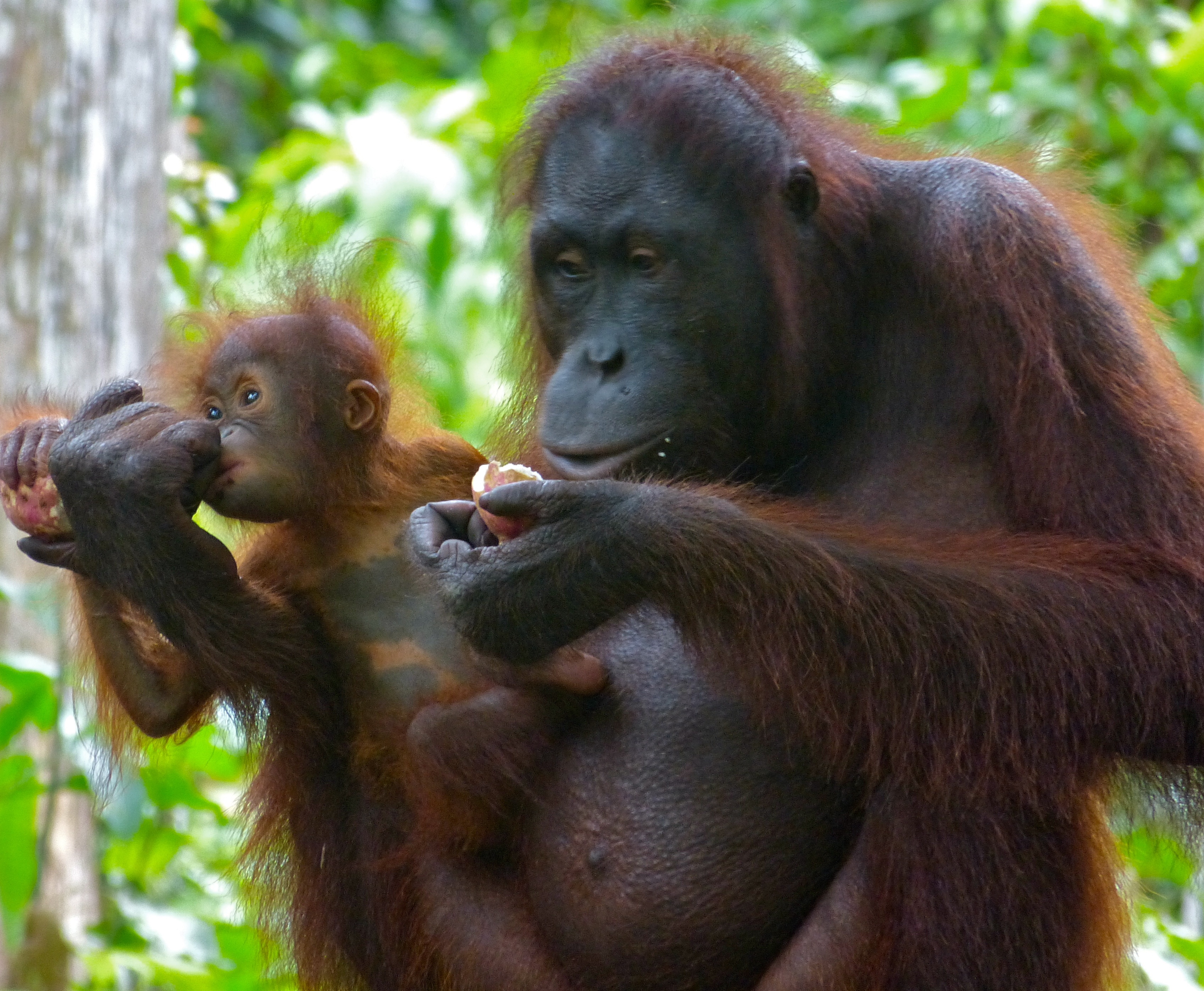 Verwonderend File:Orang Utan (Pongo pygmaeus) female with baby (8066260027).jpg MF-56