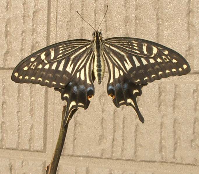 File:Papilio xuthus01.jpg