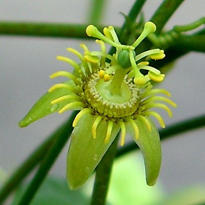 File:Passiflora suberosa (1).jpg