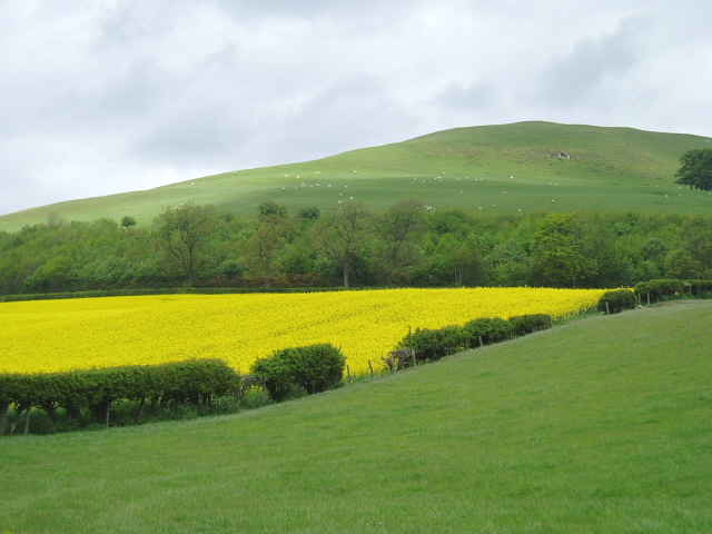 File:Pasture and rape field - geograph.org.uk - 176912.jpg