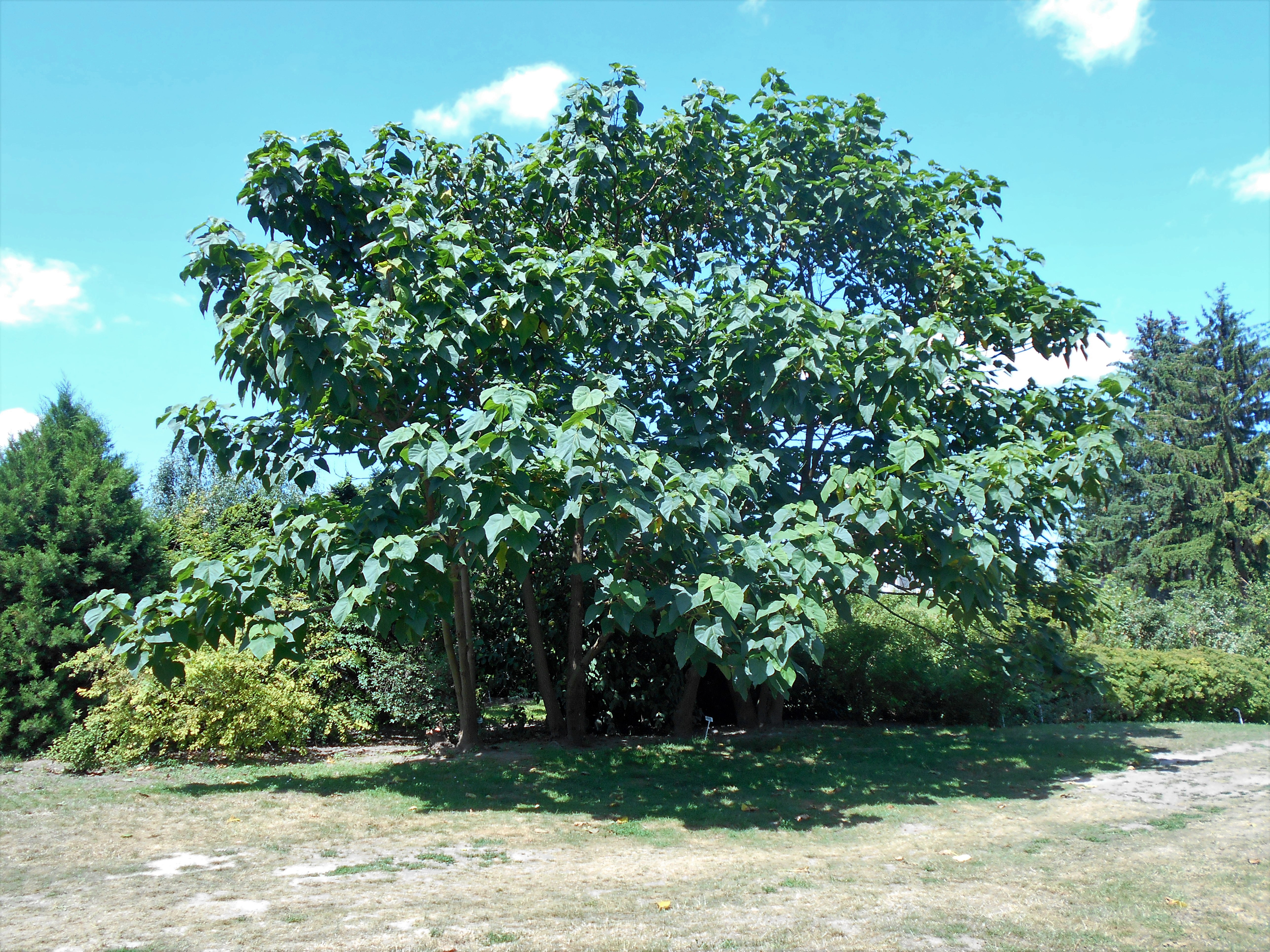 Paulownia North Richmond