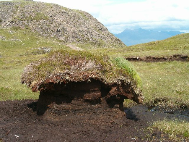 File:Peat the porcupine - geograph.org.uk - 194548.jpg