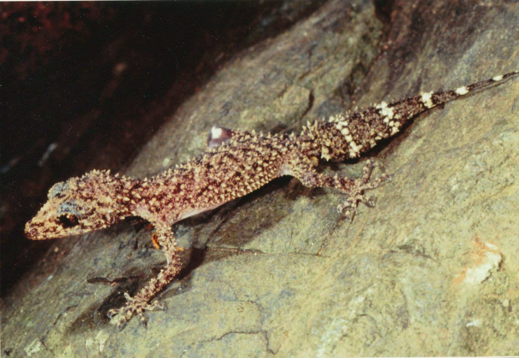 Mælkehvid kultur kapital Champion's leaf-tailed gecko - Wikipedia