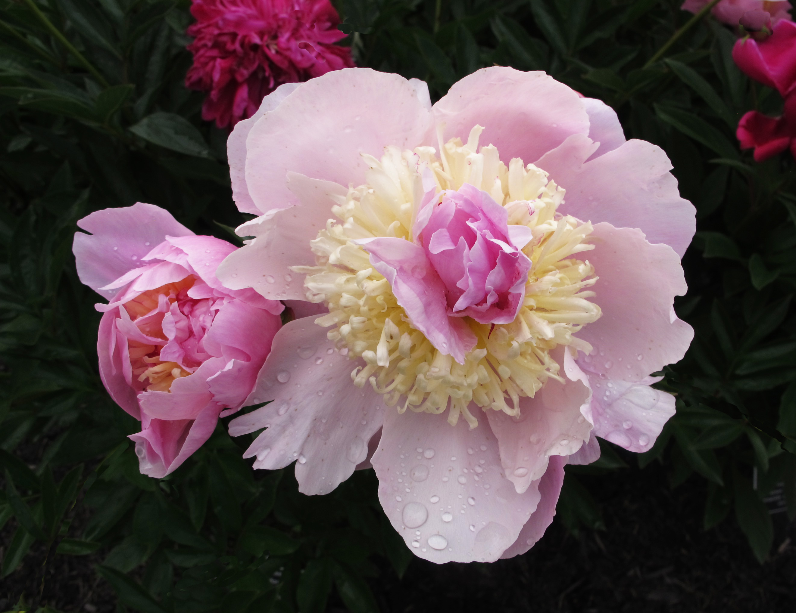 Pivoine — Wikipédia