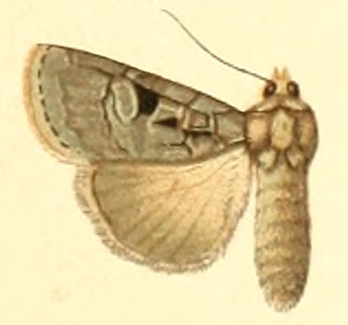 <i>Xestia sareptana</i> Species of moth