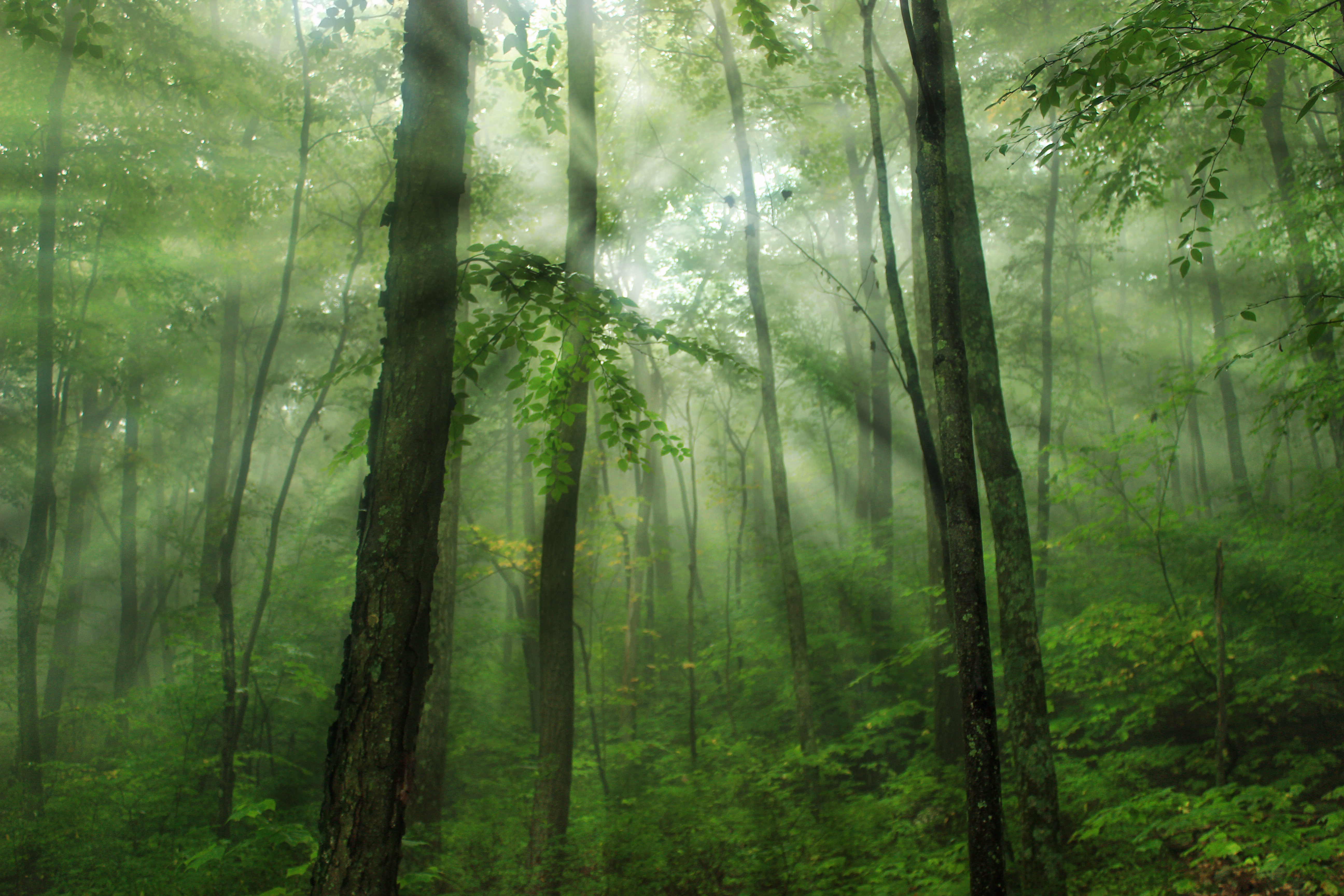 Лиственные леса с туманом