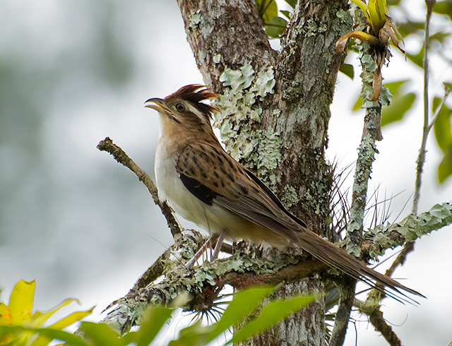 File:SACI (Tapera naevia ).jpg